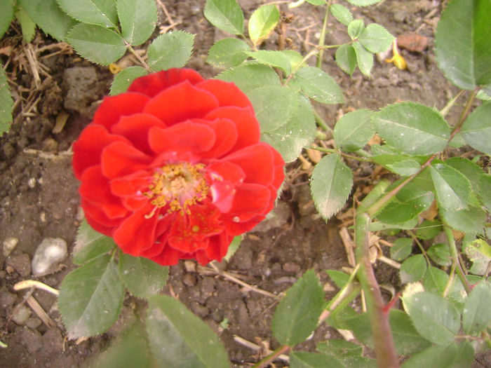 mini rosa Carneval