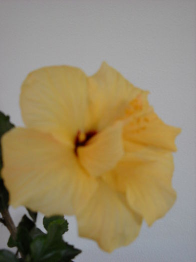 090 - HIBISCUS-2015