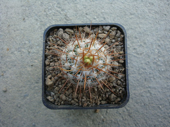 Echinofossulocactus albatus (A.Dietr.) Britton & Rose 1922.; Denumire nerezolvata. In stare uscata rezista pana la -4°C origine: Mexic (Hidalgo)
