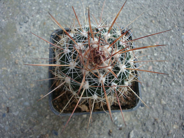 Echinofossulocactus confusus (Britton) P.V. Heath 1992.; Denumire acceptata. In stare uscata rezista pana la -4°C Origine: Mexic (Oaxaca de San Luis Potosi)
