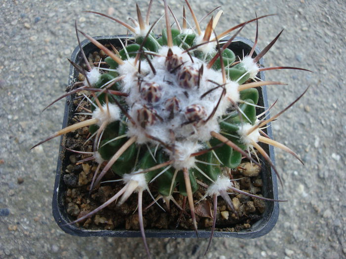 Echinofossulocactus crispatus (DC.) Lawr.1841.; Denumire nerezolvata. In stare uscata rezista pana la -4°C Origine: Mexic (Oaxaca de San Luis Potosi)
