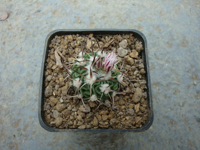 Echinofossulocactus crispatus (DC.) Lawr.1841. - Genul Echinofossulocactus