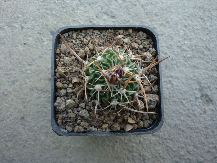 Echinofossulocactus dichroacantus (Mart. ex Pfeiff.) Britton & Rose 1922.; Denumire nerezolvata.  In stare uscata rezista pana la -4°C Origine: Mexic (Oaxaca de San Luis Potosi)
