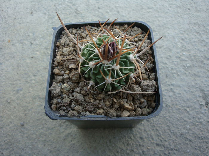 Echinofossulocactus dichroacantus (Mart. ex Pfeiff.) Britton & Rose 1922. - Genul Echinofossulocactus