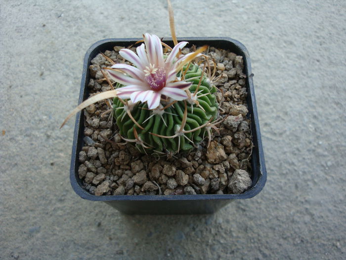 Echinofossulocactus erectocentrus (Coult.) Backeb. 1961. - Genul Echinofossulocactus