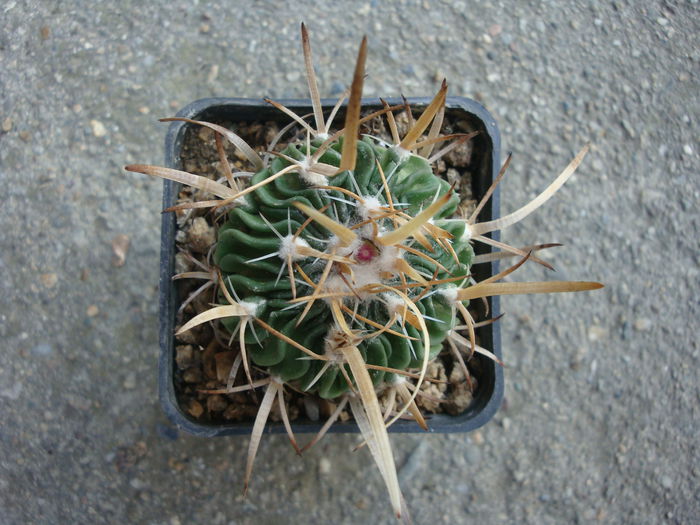 Echinofossulocactus erectocentrus (Coult.) Backeb. 1961.; . Denumire nerezolvata.  In stare uscata rezista pana la -4°C Origine: Mexic (Coahuila: Saltillo, Chihuahua, Durango)

