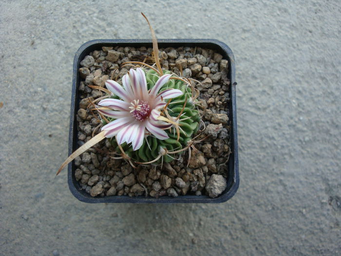 Echinofossulocactus erectocentrus (Coult.) Backeb. 1961. - Genul Echinofossulocactus