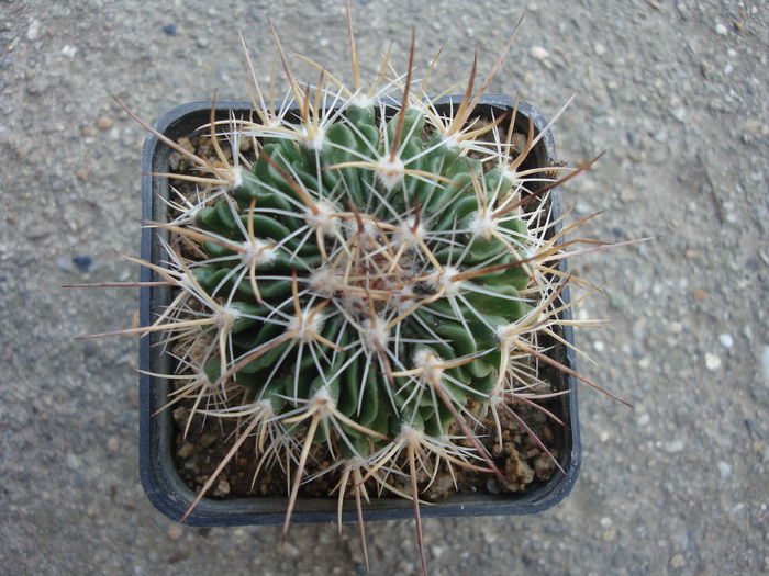 Echinofossulocactus erectocentrus 'rectispinus' - Genul Echinofossulocactus