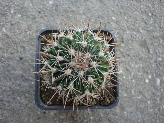 Echinofossulocactus erectocentrus 'rectispinus' - Genul Echinofossulocactus