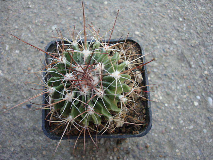 Echinofossulocactus erectocentrus 'sphacelatus'; Cultivar
