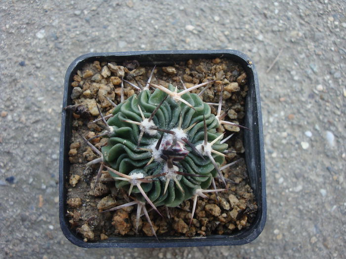 Echinofossulocactus hastatus (Hopffer ex K.Schum.) Britton & Rose1922.; Denumire nerezolvata. In stare uscata rezista pana la -10°C origine: Mexic: (Hidalgo)
