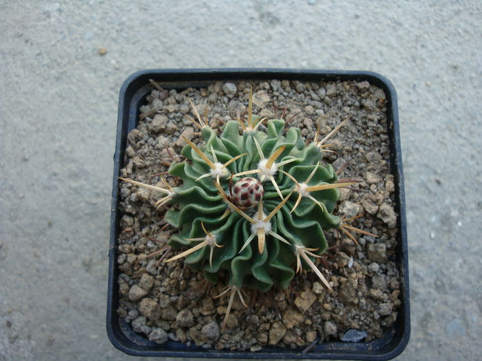 Echinofossulocactus lamellosus (A.Dietr.) Britton & Rose 1922.; Denumire nerezolvata. In stare uscata rezista pana la -4°C Origine: Mexic (Oaxaca de San Luis Potosi)

