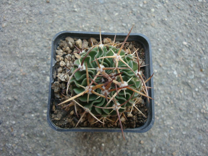 Echinofossulocactus lamellosus (A.Dietr.) Britton & Rose 1922. - Genul Echinofossulocactus