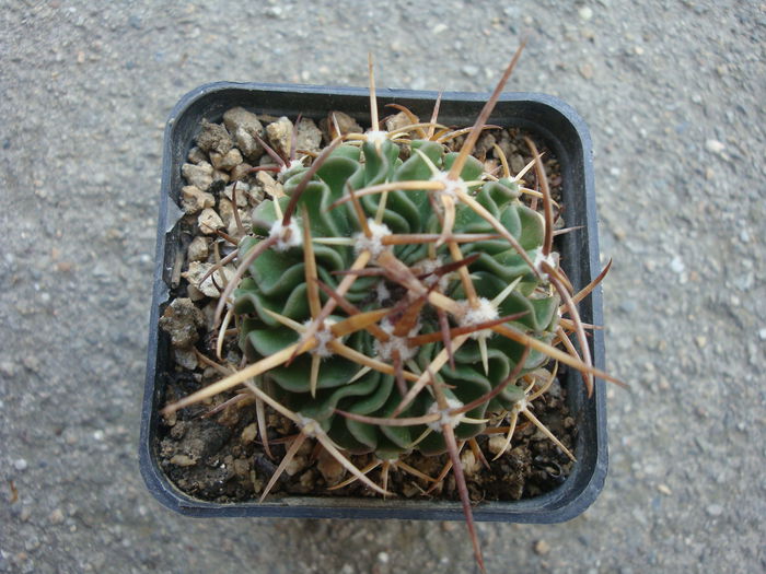 Echinofossulocactus lamellosus (A.Dietr.) Britton & Rose 1922. - Genul Echinofossulocactus