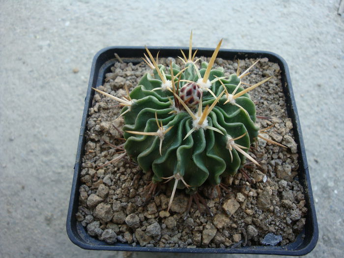 Echinofossulocactus lamellosus (A.Dietr.) Britton & Rose 1922.; Denumire nerezolvata. In stare uscata rezista pana la -4°C Origine: Mexic (Oaxaca de San Luis Potosi)

