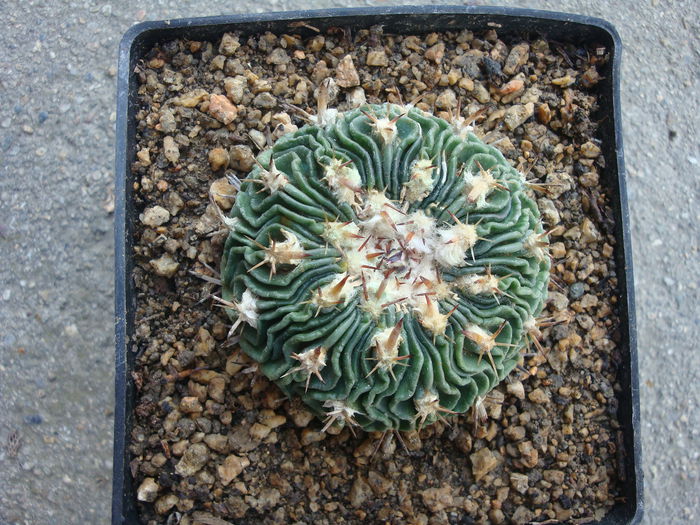 Echinofossulocactus multicostatus (Hildm.) Britton & Rose 1922.; Denumire nerezolvata. In stare uscata rezista pana la -4°C Origine: Mexic (Coahuila: Saltillo, Chihuahua, Durango)
