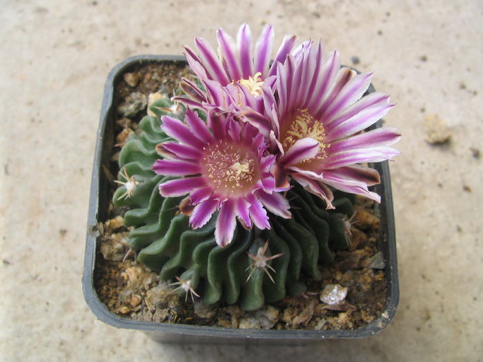 Echinofossulocactus multicostatus (Hildm.) Britton & Rose 1922.; Denumire nerezolvata. In stare uscata rezista pana la -4°C Origine: Mexic (Coahuila: Saltillo, Chihuahua, Durango)
