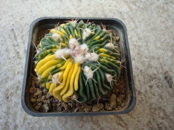 Echinofossulocactus multicostatus 'variegata'; Cultivar
