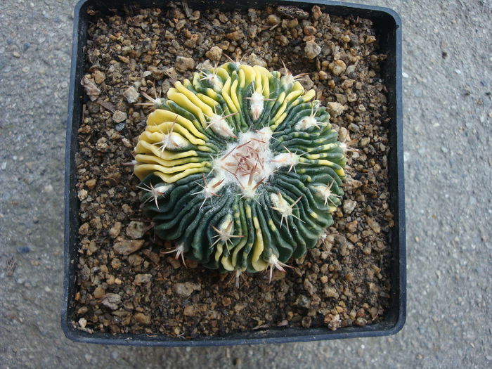Echinofossulocactus multicostatus 'variegata'; Cultivar
