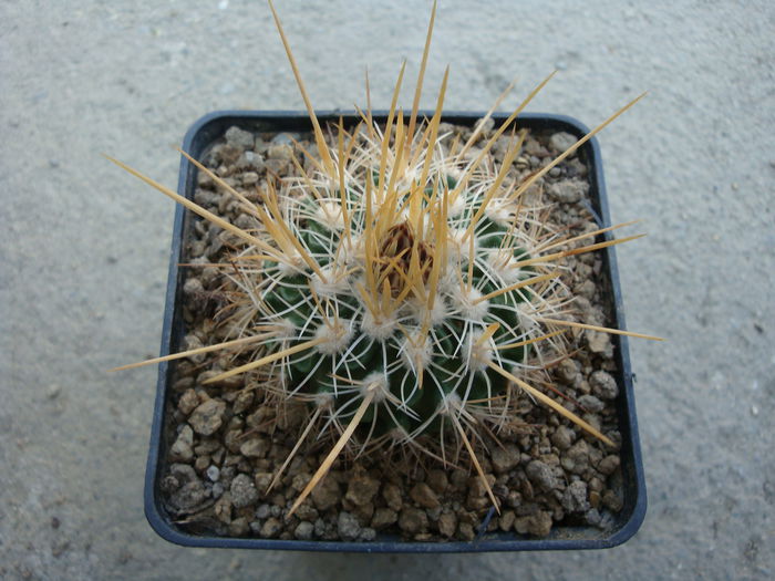Echinofossulocactus ochoterenaus 'sphacelatus'; Cultivar
