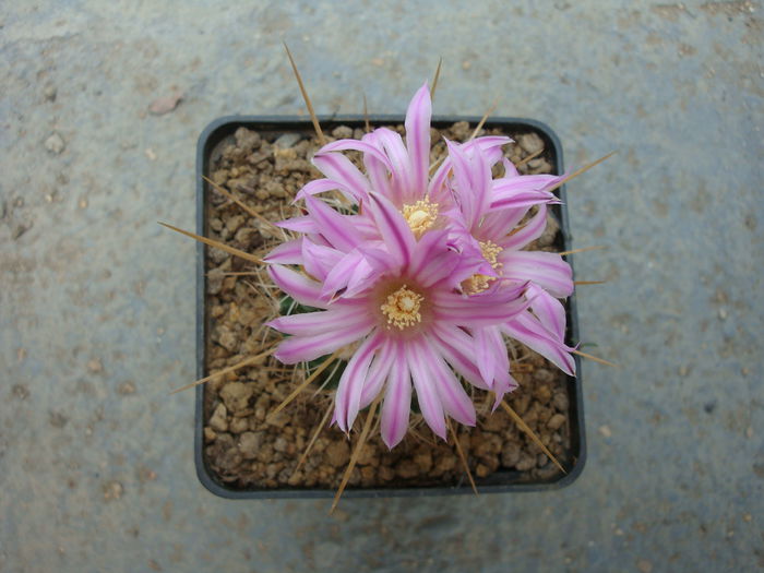 Echinofossulocactus ochoterenaus 'sphacelatus'; cultivar
