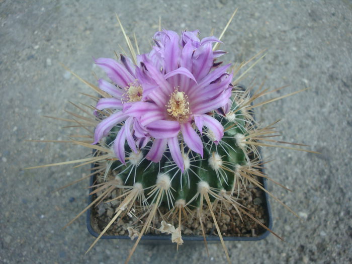 Echinofossulocactus ochoterenaus  ’rosasianus’