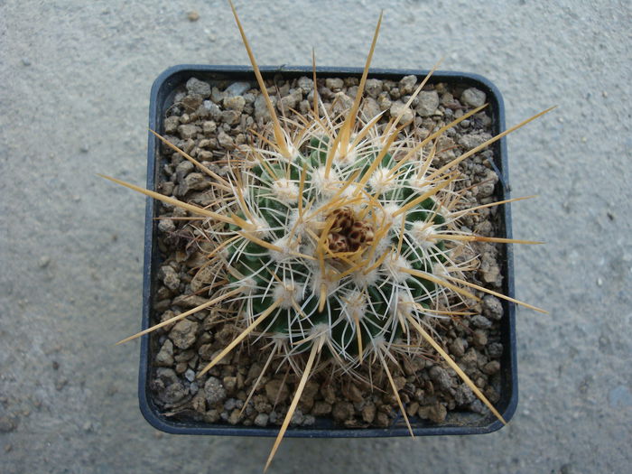 Echinofossulocactus ochoterenaus  ’rosasianus’; Cultivar
