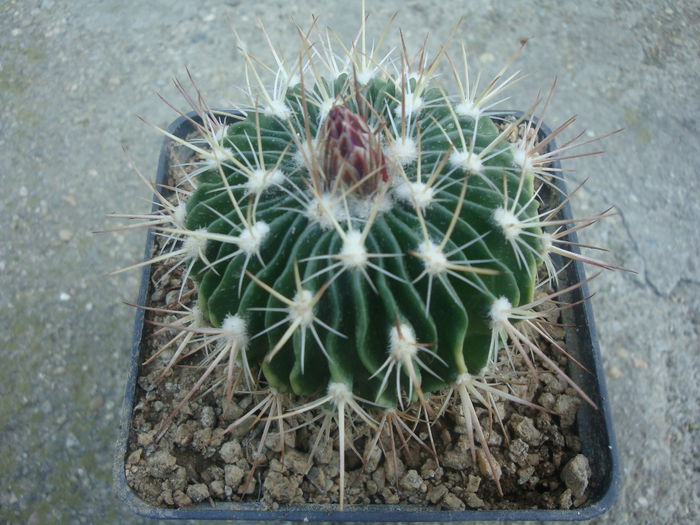 Echinofossulocactus ochoterenaus ’sphacelatus’; Cultivar
