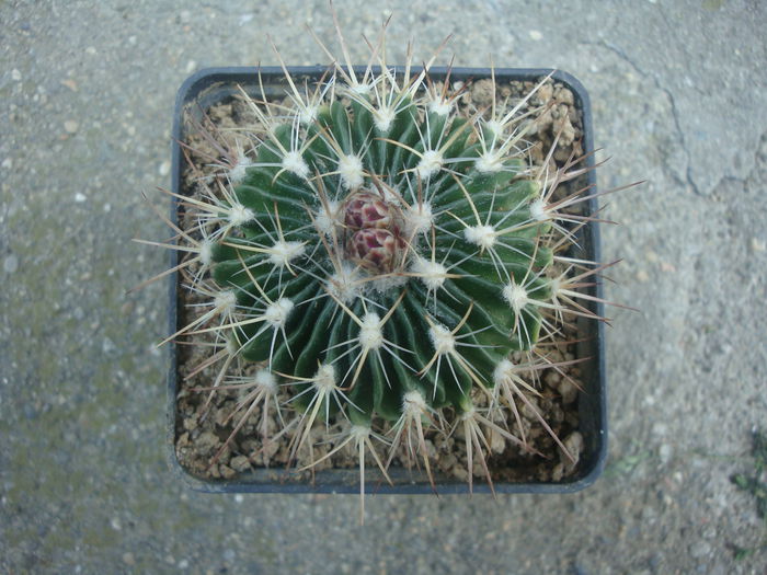 Echinofossulocactus ochoterenaus ’sphacelatus’; Cultivar
