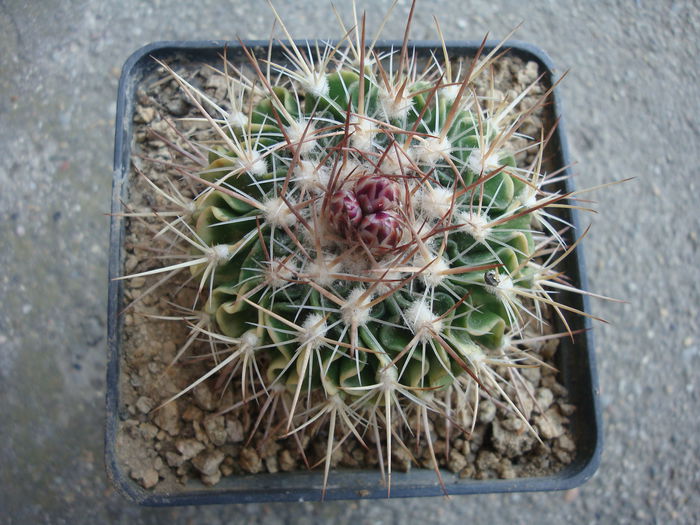 Echinofossulocactus ochoterenaus ’sphacelatus’; Cultivar
