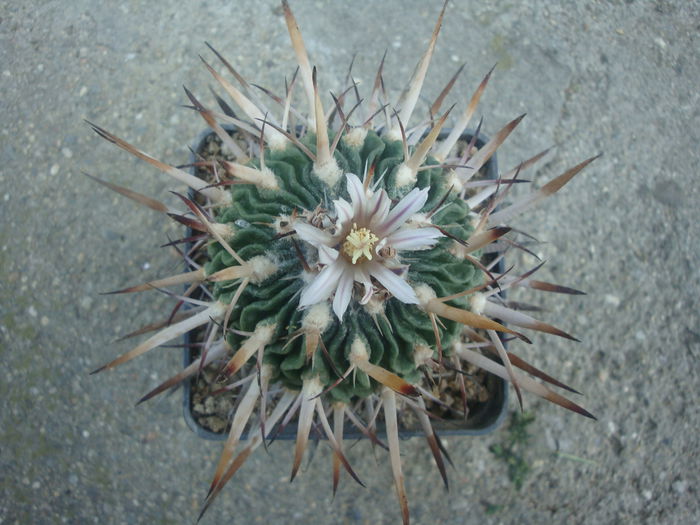 Echinofossulocactus pentacanthus (Lem.) Britton & Rose 1922. - Genul Echinofossulocactus