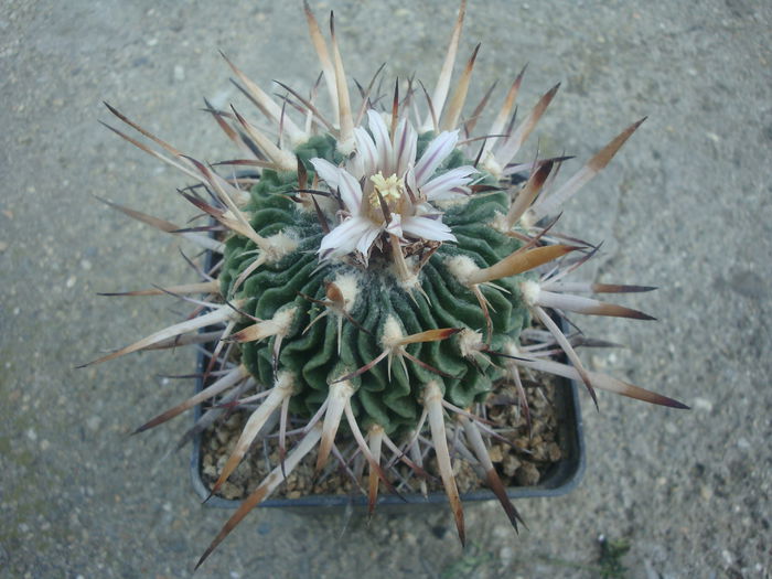 Echinofossulocactus pentacanthus (Lem.) Britton & Rose 1922. - Genul Echinofossulocactus