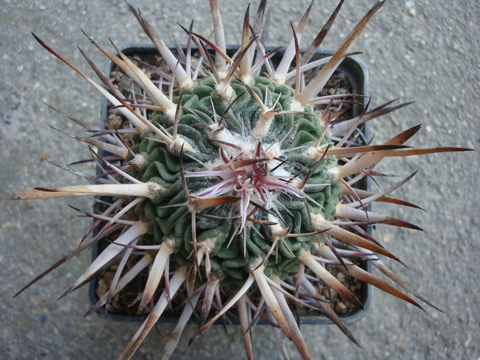 Echinofossulocactus pentacanthus (Lem.) Britton & Rose 1922.; Denumire nerezolvata.  In stare uscata rezista pana la -4°C Origine: Mexic (Tamaulipas, Queretaro de Mexico D.F.)
