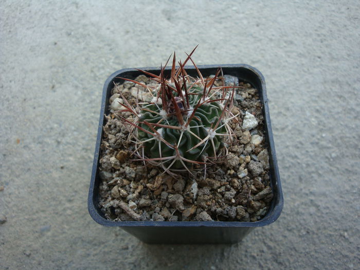 Echinofossulocactus robustus (Otto ex Pfeiff.) Lawr. 1841.; . Sinonim cu Ferocactus robustus (Karw. ex Pfeiff.) Britton &amp; Rose 1922. Denumire acceptata.
