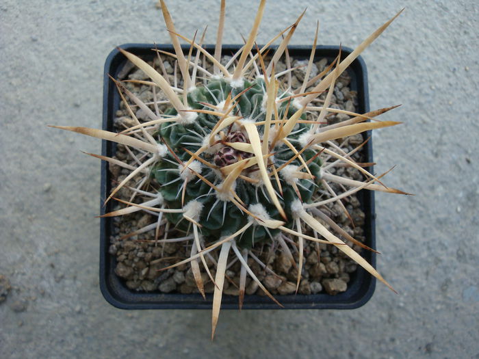 Echinofossulocactus tricuspidatus (Scheidw.) Britton & Rose1922.; Denumire nerezolvata.
