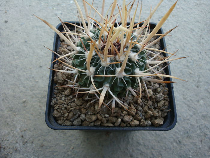 Echinofossulocactus tricuspidatus (Scheidw.) Britton & Rose1922. - Genul Echinofossulocactus