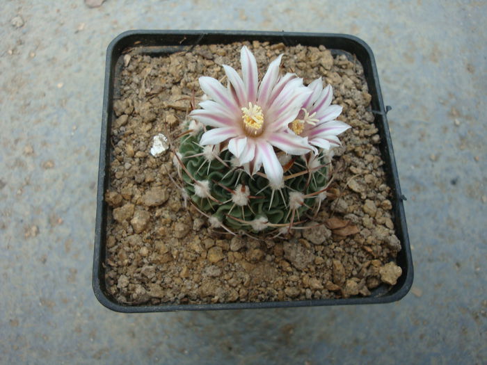 Echinofossulocactus violaciflorus (Quehl) Britton & Rose 1922.; Denumire nerezolvata. In stare uscata rezista pana la -4°C Origine: Mexic (Oaxaca de San Luis Potosi)
