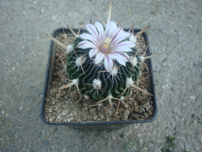 Echinofossulocactus violaciflorus (Quehl) Britton & Rose 1922.; Denumire nerezolvata. In stare uscata rezista pana la -4°C Origine: Mexic (Oaxaca de San Luis Potosi)
