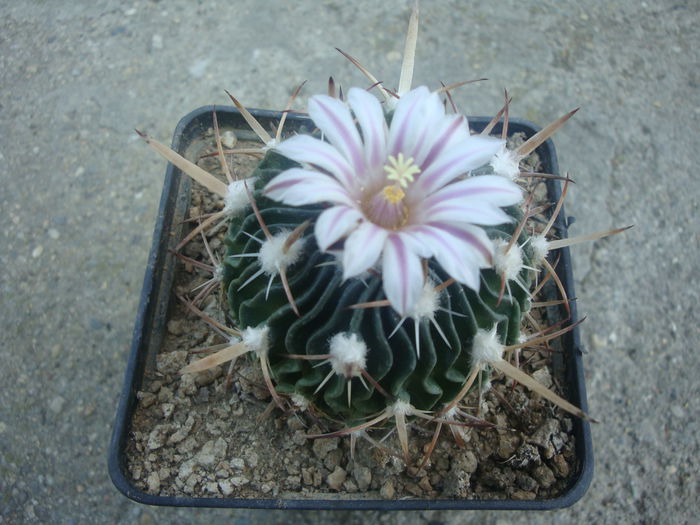 Echinofossulocactus violaciflorus (Quehl) Britton & Rose 1922.; Denumire nerezolvata. In stare uscata rezista pana la -4°C Origine: Mexic (Oaxaca de San Luis Potosi)
