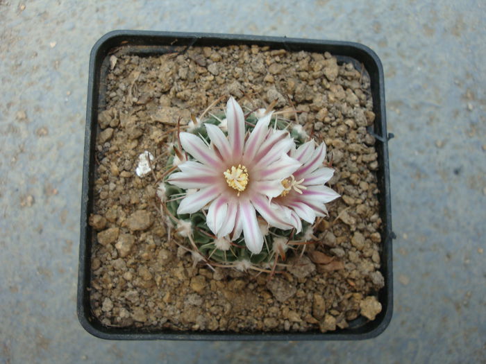 Echinofossulocactus violaciflorus (Quehl) Britton & Rose 1922. - Genul Echinofossulocactus