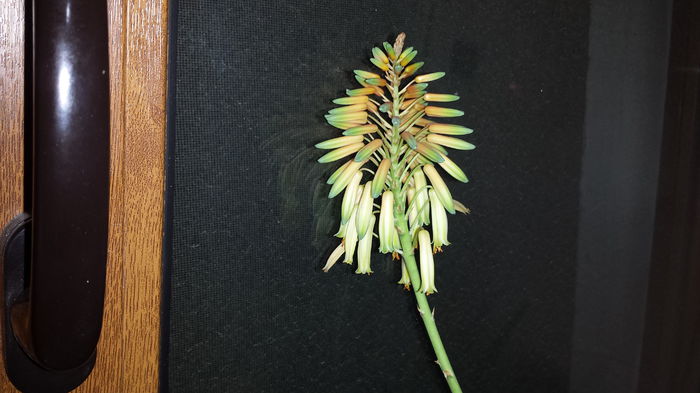 2015-05-13 21.37.43 - Aloe