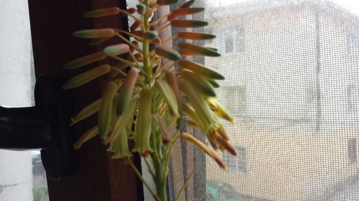 2015-05-16 - Aloe