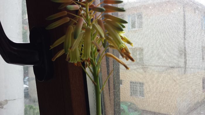 2015-05-16 - Aloe