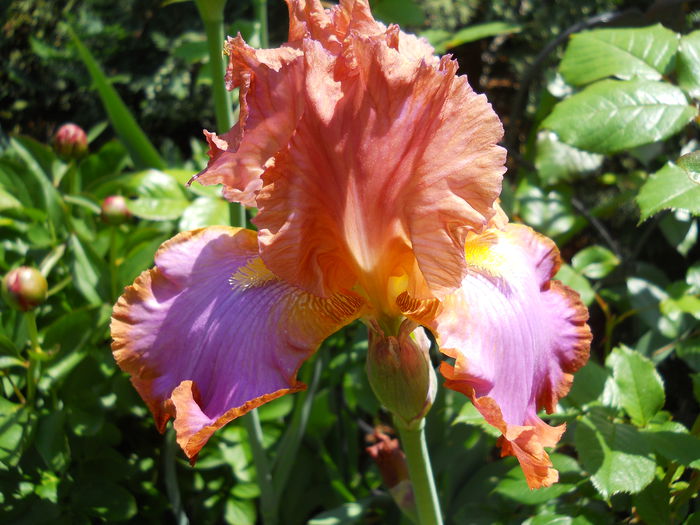 Afternoon Delight - iris 2015