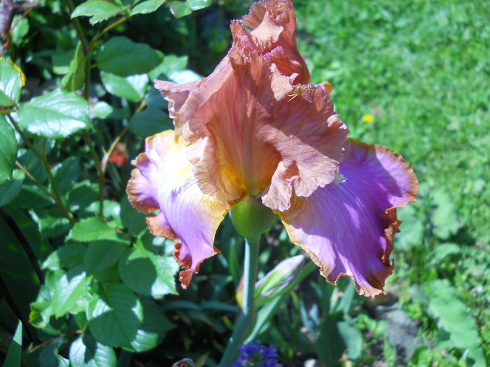 DSCN6863 - iris 2015