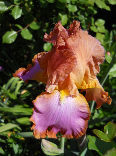 DSCN6864 - iris 2015