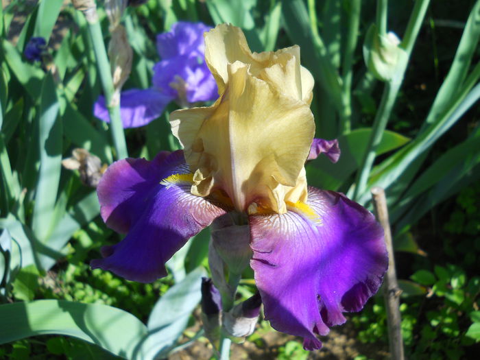 DSCN6850 - iris 2015