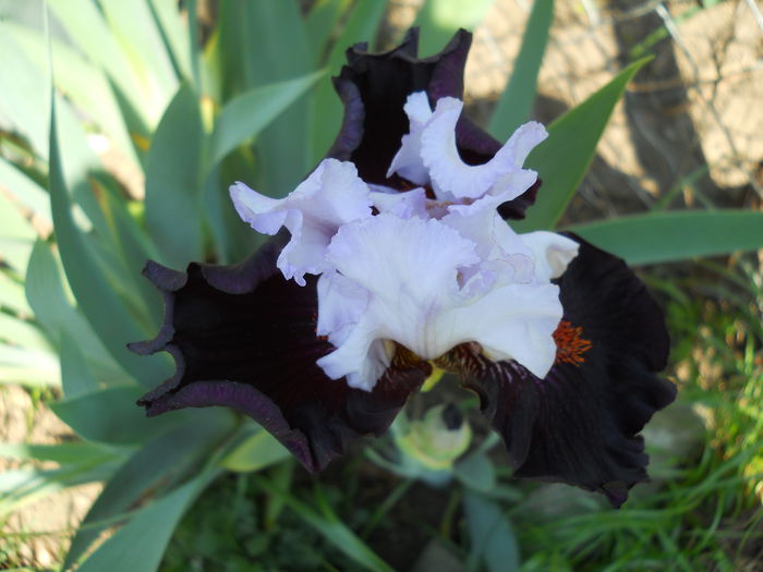 DSCN6865 - iris 2015