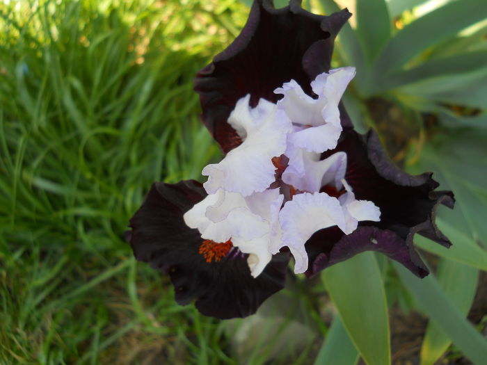Staring - iris 2015