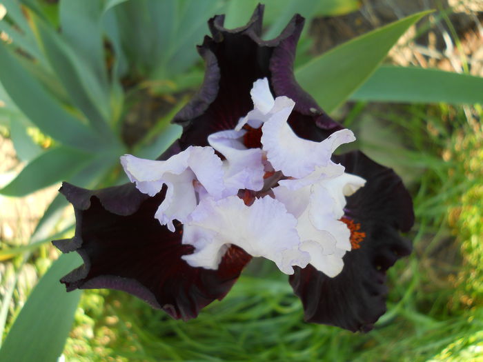 DSCN6867 - iris 2015